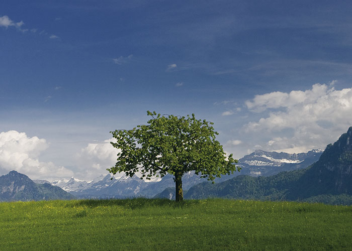 baum_luzern