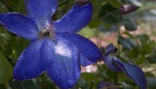 flower_blue_01