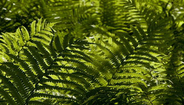 flower_green_02