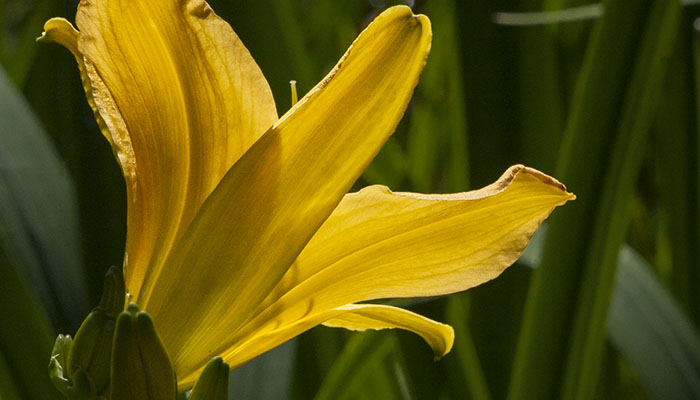 flower_yellow_01